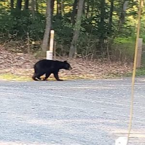 Meet your Posher, Rona